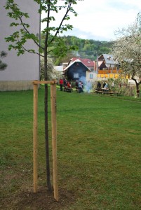 strom reformácie a zborový deň